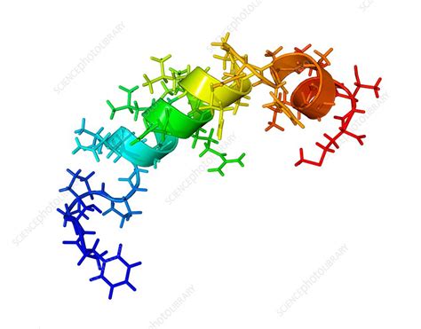 Orexin-B hormone molecule - Stock Image - C003/3060 - Science Photo Library