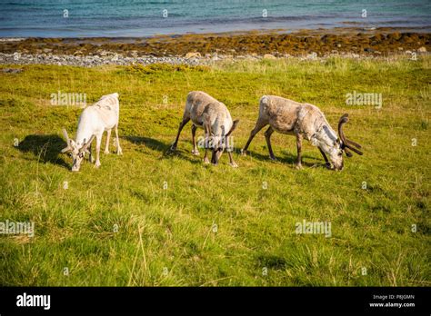 Norwegian reindeers next to fjord, Norway Stock Photo - Alamy