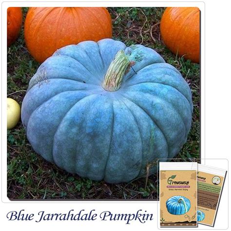 Blue Jarrahdale Pumpkin seeds