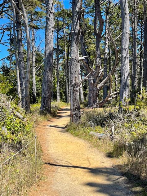 Point Lobos Hiking: Top 6 Trails to Hike at the California Coastal Park! - Roadtripping California