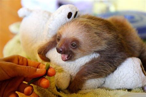 Pin on cute sloths