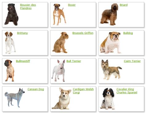 Do I Need To Be Registered To Breed Dogs at Fred Richardson blog