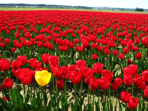 File:Single yellow tulip in a field of red tulips.JPG