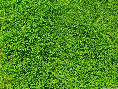 Green Grass Wallpapers - Top Free Green Grass Backgrounds - WallpaperAccess