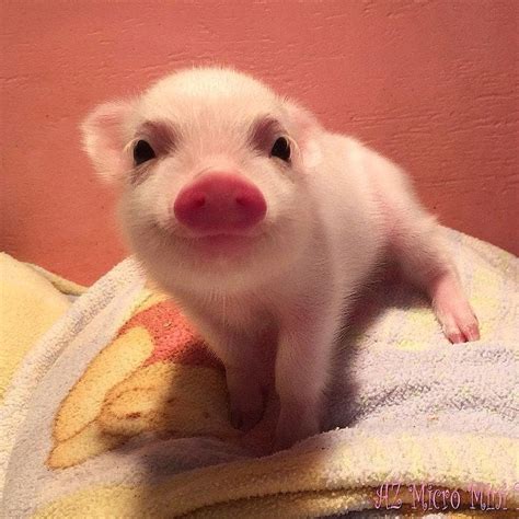 Baby pigs are adorable : r/aww