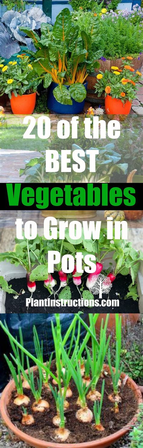 20 Best Vegetables to Grow in Pots - Plant Instructions