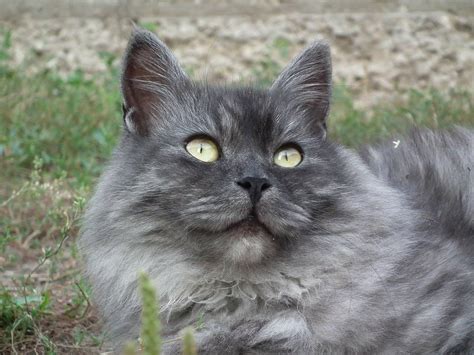 5 Mostly Hypoallergenic Cat Breeds For People With Allergies