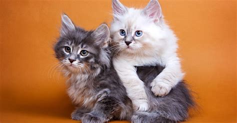 15 Gorgeous Grey Cat Breeds You Need to See [With Pictures]