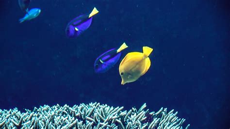 Breeding Dory Safely And Sustainably - Florida Parks