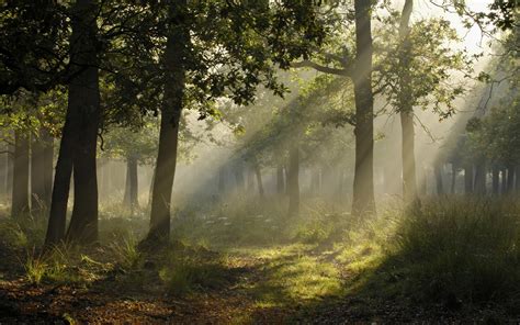 photography, Landscape, Forest, Trees, Sun Rays, Plants Wallpapers HD ...