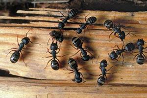 Carpenter Ant Exterminator Near Me | Pest Control Blog