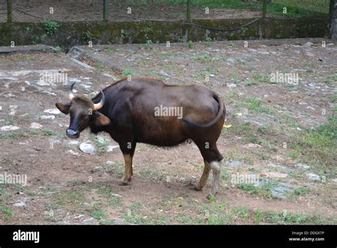 wild buffalo Bubalus arnee Stock Photo - Alamy