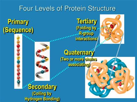 PPT - Protein Structure and Enzyme Function PowerPoint Presentation ...