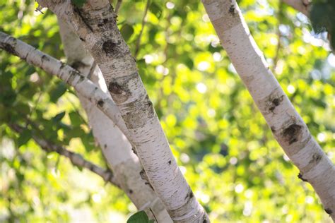 How to Grow and Care for Himalayan Birch