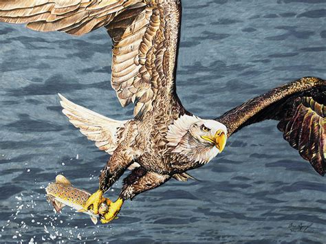 Eagle Catching Fish Drawing