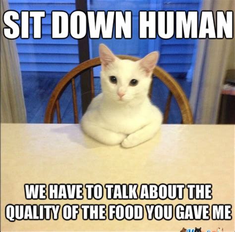 18 Reason Why Cats Talking To You So Much - MEOW | Cat, Memes and Animal