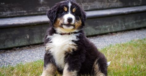 Bernese Mountain Dog For Adoption | Petmeetly