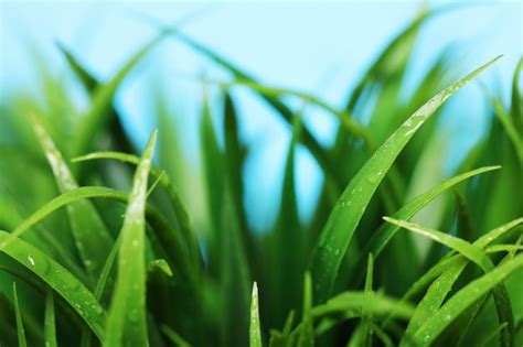 Free Photo | Close up of green grass