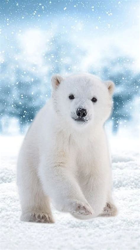 Cute Polar Bear Wallpapers - Top Free Cute Polar Bear Backgrounds - WallpaperAccess in 2022 ...