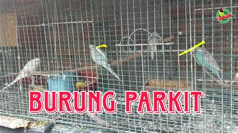 Burung Parkit - YouTube