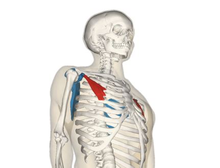 Pectoralis Minor - Physiopedia