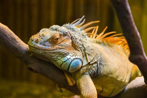 Big Iguana Lizard In Terrarium Stock Image - Image of horn, branch ...