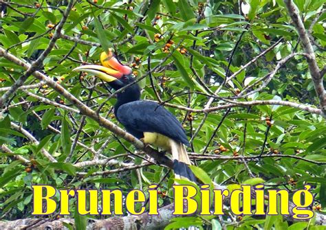 Brunei Birding Nature Tour: Bird PHOTO Gallery