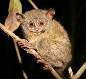 Tarsier – Wisconsin National Primate Research Center – UW–Madison