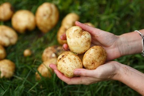 Potato harvesting stock image. Image of agriculture, food - 57559125