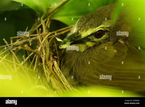 Nest of bulbul bird hi-res stock photography and images - Alamy