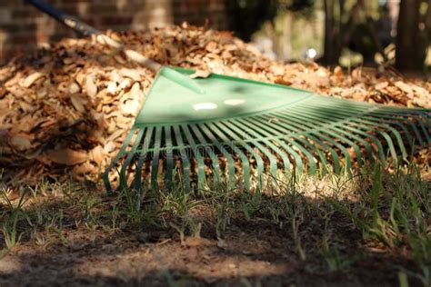 Rake Laying Across a Pile of Leaves in the Yard Stock Image - Image of october, handle: 78655921