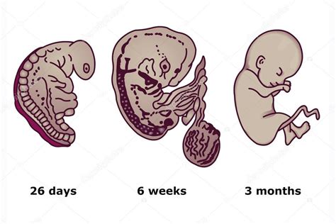 Successive stages of human embryonic development — Stock Vector © dr_OX ...