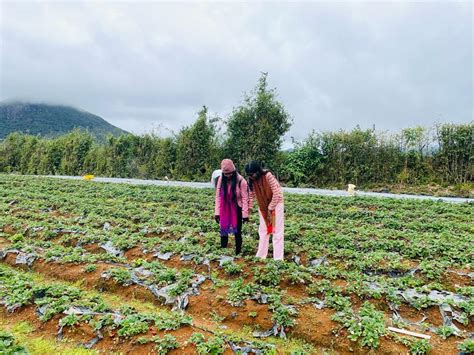 Strawberry Farms in Nuwara Eliya | Wonders of Ceylon