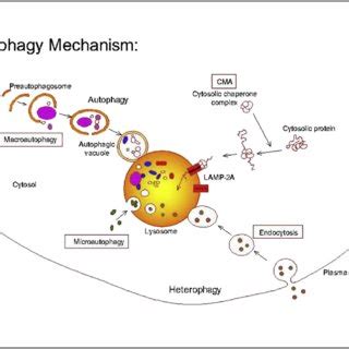 Autophagy pathway: mTOR complex. | Download Scientific Diagram