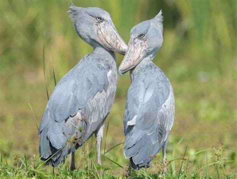 Shoebill Stork– Facts, Size, Sound, Habitat, Pictures