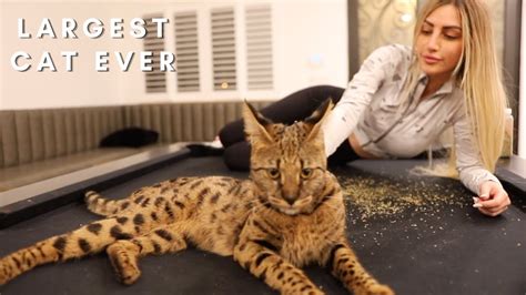 Is a Savannah cat a good pet? - YouTube