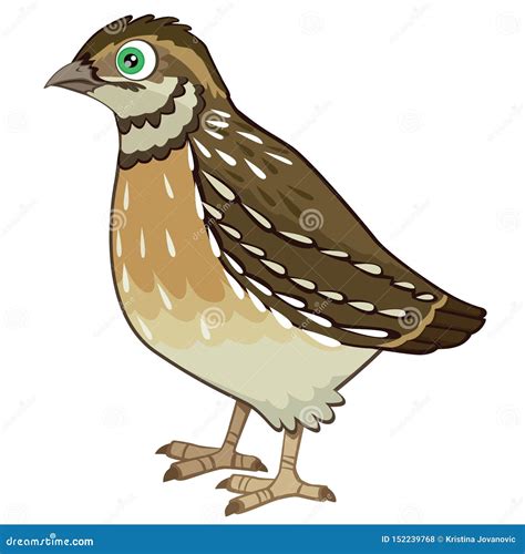 Detailed Quail Cartoon Vector Illustration Isolated On White | CartoonDealer.com #152239768