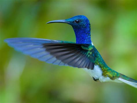 Blue Green Hummingbird ay lumilipad sa berdeng blur background ibon HD desktop wallpaper ...