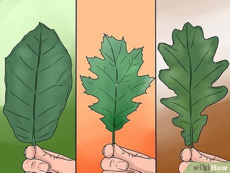 3 Ways to Identify Oak Leaves - wikiHow