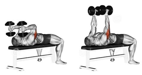 Lying dumbbell tricep extensions. Good for chest and tris Chest Muscles, Big Muscles, Get Bigger ...