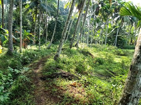 Narrow Path through the Coconut Farm Kerala Village View Green Nature Stock Image - Image of ...