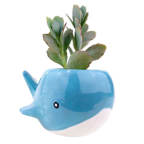 Whale Pot | Mini Animal Pot for Succulents, Cacti and Flowers - Succulents Box