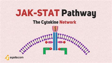 The Cytokine Network