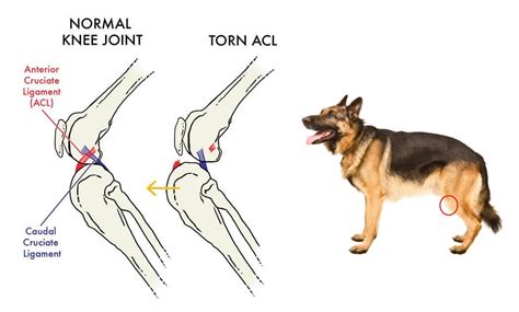 How Much Is Dog Knee Surgery