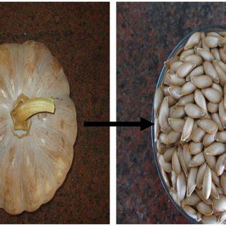 Cucurbita maxima fruit and seeds | Download Scientific Diagram