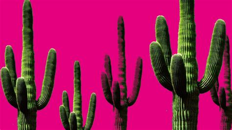 Mexican Pink: a representative color of the Mexican Nation - The Yucatan Times