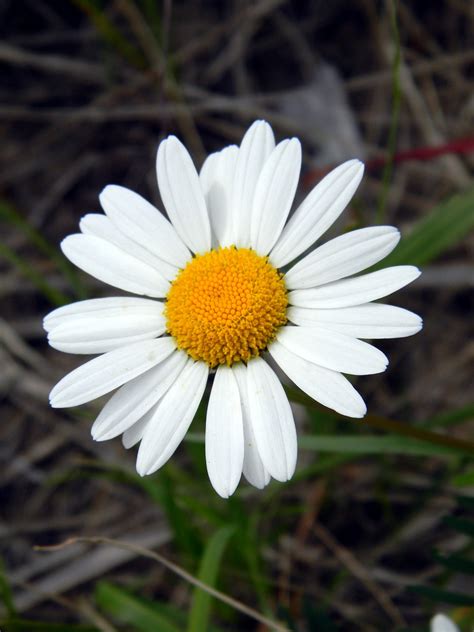 White Flower Photography - 1500 x 1000 jpeg 164 кб.