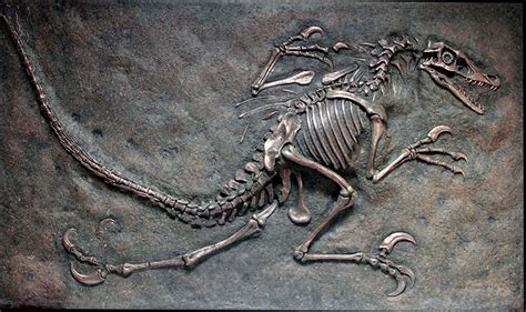 Velociraptor Fossil Dig - Bronze | Fossil bones, Velociraptor, Fossil