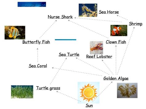 Coral Reef Food Web