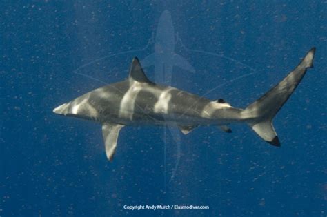 Spinner Shark Information and Picture | Sea Animals